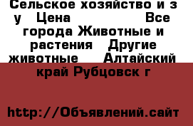 Сельское хозяйство и з/у › Цена ­ 2 500 000 - Все города Животные и растения » Другие животные   . Алтайский край,Рубцовск г.